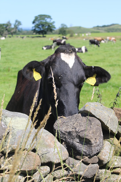 Friesian cow looking closely behind a wall.