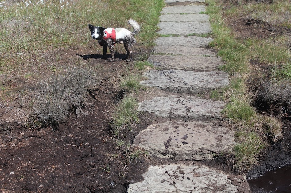Dog climbed out of bog.