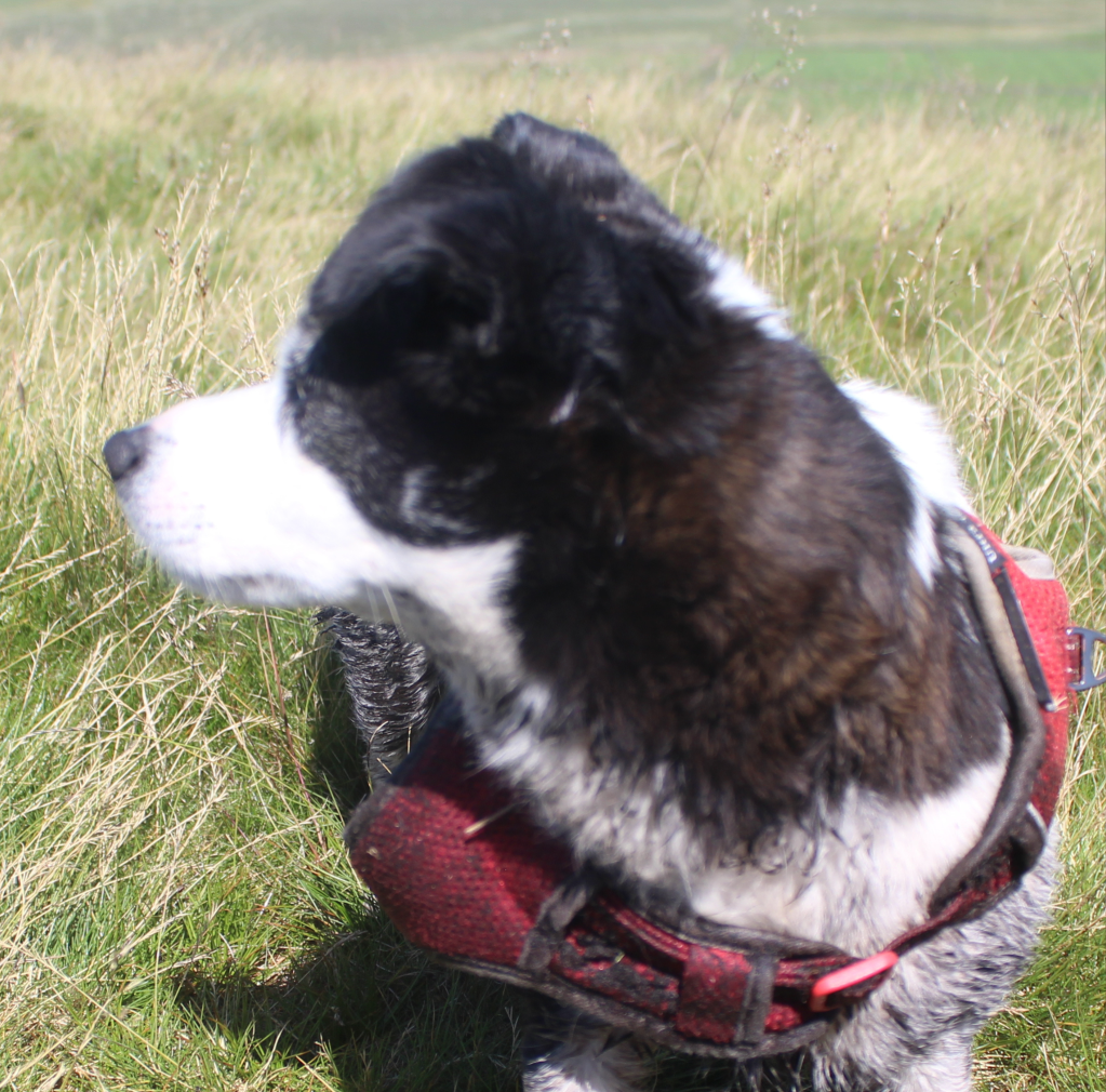Photo of slightly crazy Jack Russell Austin.