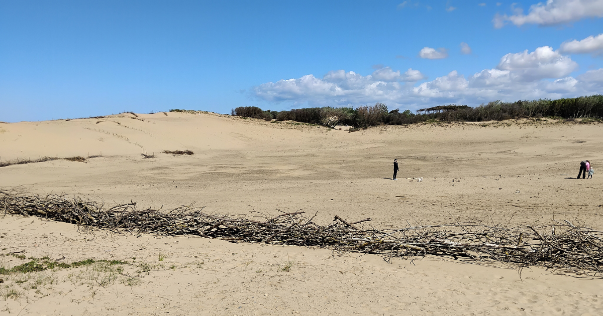 A wide sandy expanse at the Beach at Formby Point, with a long line of driftwood scattered across the foreground. In the mid‑distance, two people and a small dog stand against the open landscape, with low dunes and a band of green pine woodland on the horizon beneath a bright blue sky with scattered clouds.