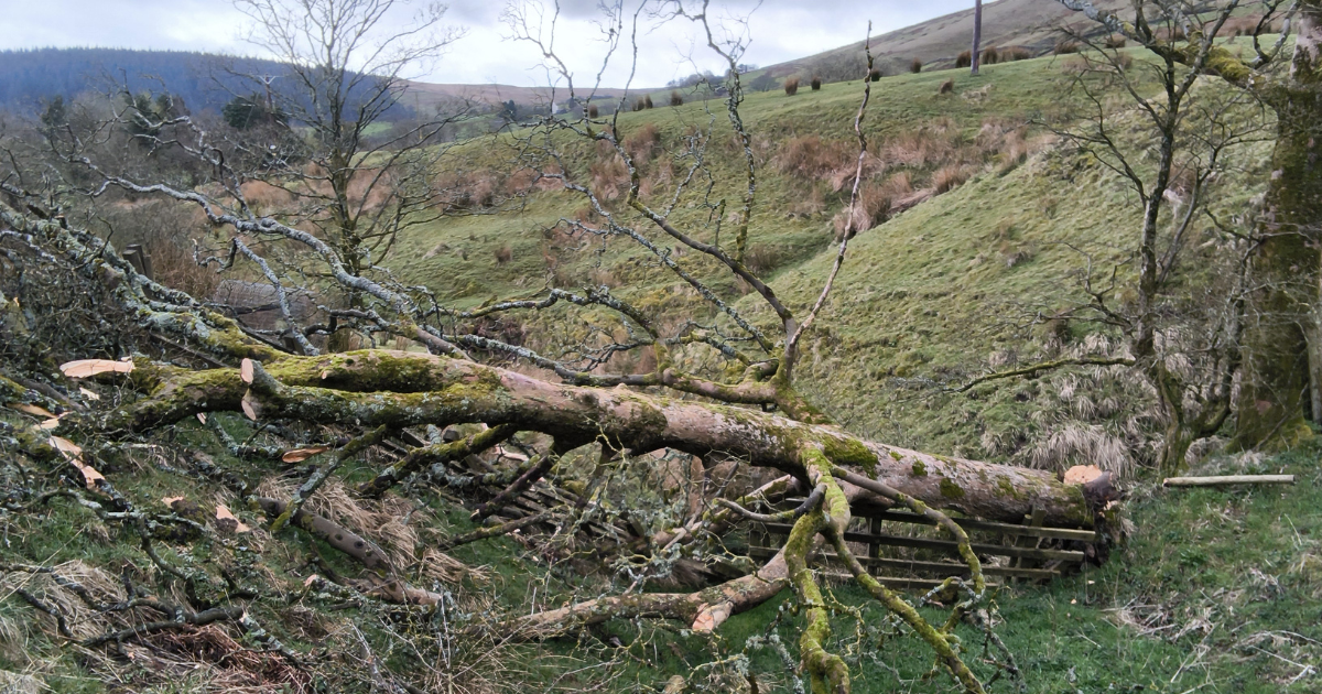 Fallen tree on the approach to Pendle Hill, its trunk lying across the grassy path with twisted branches reaching into the verge, the hill rising ahead in soft green slopes under a muted grey sky.