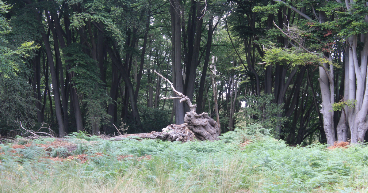 Dense Epping Forest woodland featuring tall straight trees in deep shade and a large twisted fallen stump in the foreground, surrounded by bright green ferns and ground vegetation.